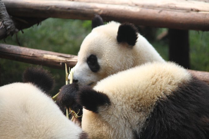 1-Day Chengdu Layover Tour: Panda Base, city central with Round Airport Transfer - Two hours with Chengdu’s giant pandas