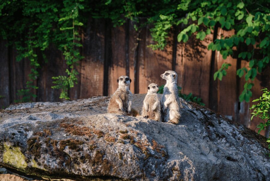 1-day ticket for Schwerin Zoo - Rare Asiatic lions and other threatened species