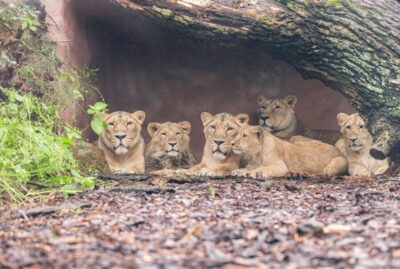 1-day ticket for Schwerin Zoo