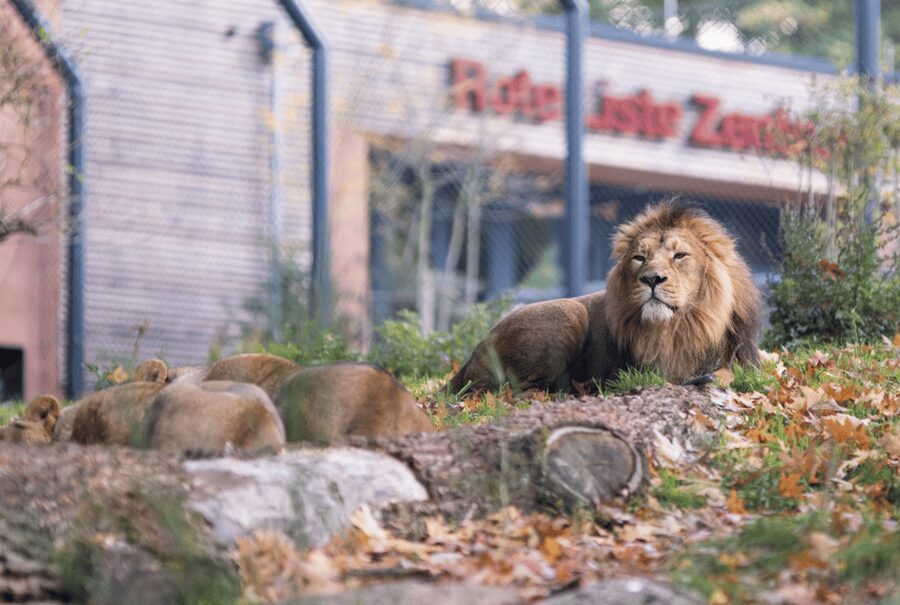 1-day ticket for Schwerin Zoo - Timing, weather, and ticket problems