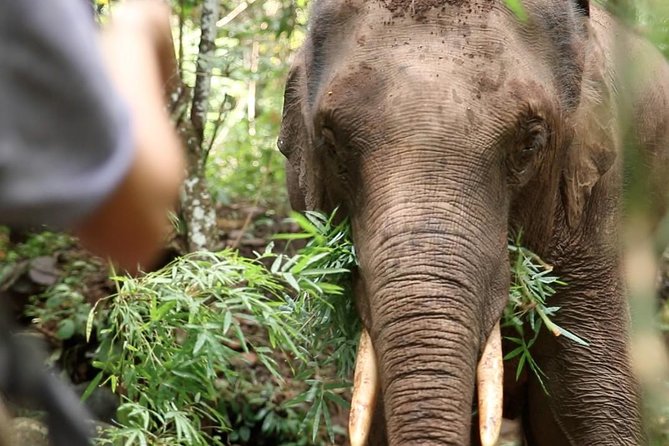 2-Day Kindred Spirit Elephant Sanctuary in Chiang Mai - A forest visit built around observation