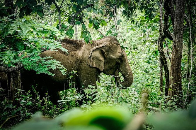 2-Day Kindred Spirit Elephant Sanctuary in Chiang Mai - Finding the elephants on foot