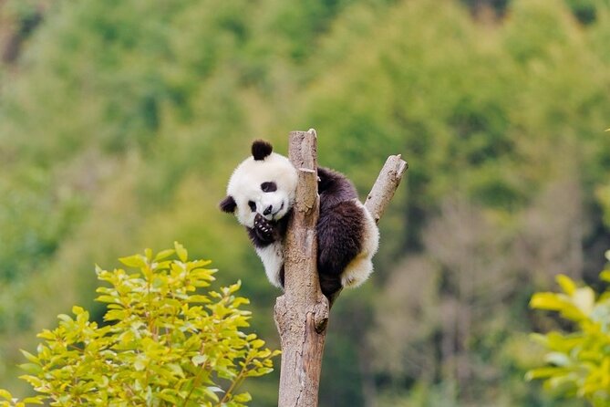 2-Day Tour of Chengdu Panda Base and Leshan Giant Buddha - Why this two-day route works