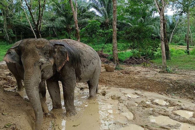 2-Hour Guided Eco-Tour & Transfer to Khaolak Elephant Sanctuary - Why the elephants, not the timetable, lead the visit