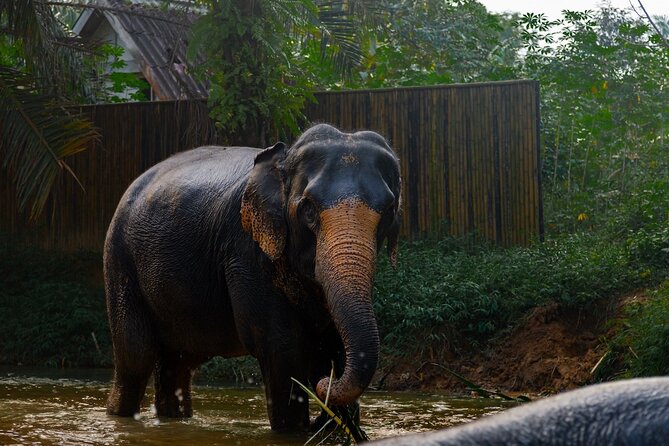 2-Hour Guided Eco-Tour & Transfer to Khaolak Elephant Sanctuary - Guides who add the meaning