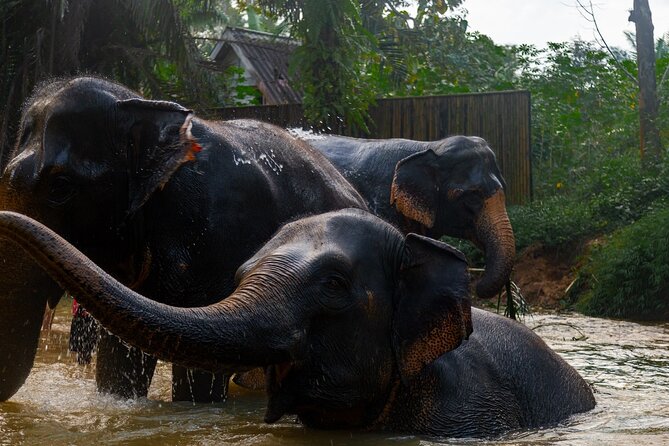 2-Hour Guided Eco-Tour & Transfer to Khaolak Elephant Sanctuary - Meeting rescued elephants through food
