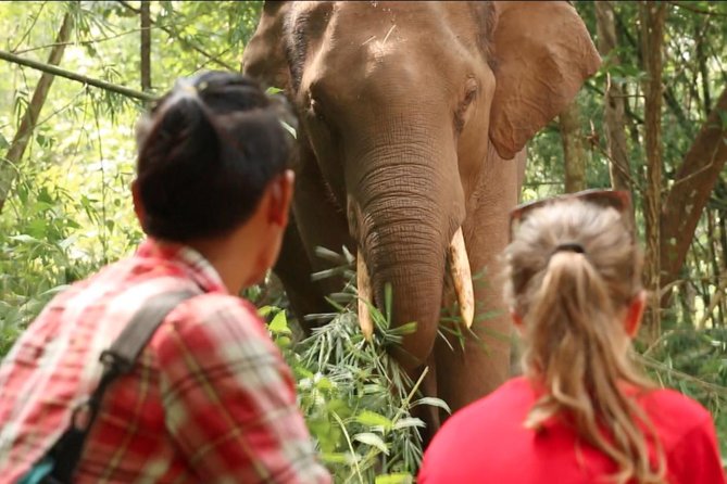 3-Day Kindred Spirit Elephant Sanctuary Chiang Mai - Key points at a glance