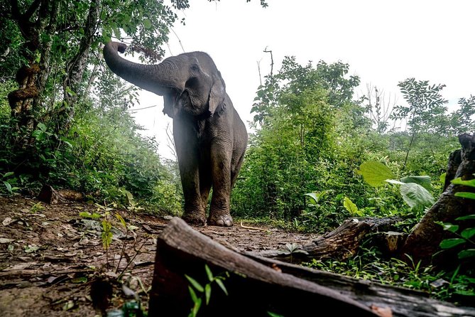 3-Day Kindred Spirit Elephant Sanctuary Chiang Mai - Why the elephants are the main event