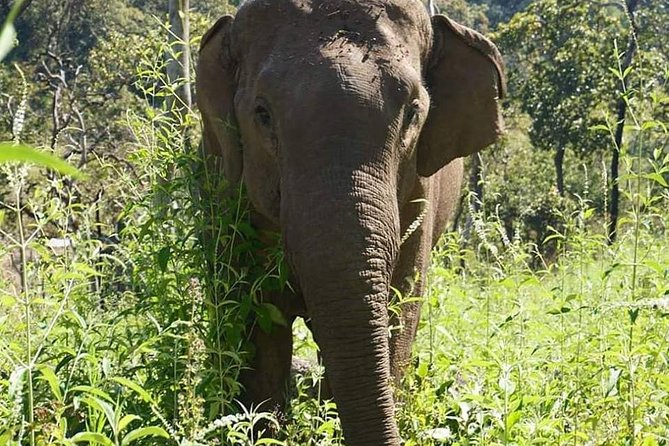 3-Day Kindred Spirit Elephant Sanctuary Chiang Mai - From Chiang Mai to Mae Chaem
