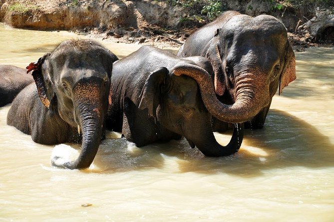 3-in-1: Doi Inthanon Tour, Elephant Sanctuary, and Trekking Trail - One long day, three very different Chiang Mai experiences