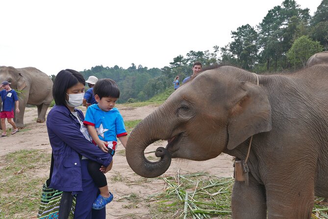 3-in-1: Doi Inthanon Tour, Elephant Sanctuary, and Trekking Trail - Living Green Foundation: an elephant visit without riding