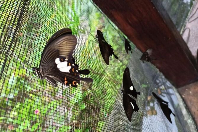 4-Hour Private Tour in Jatiluwih Terraces and Butterfly Park - A four-hour route from Kuta into rural Bali