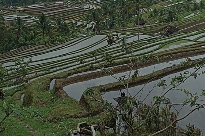 4-Hour Private Tour in Jatiluwih Terraces and Butterfly Park - What the private vehicle adds to the day