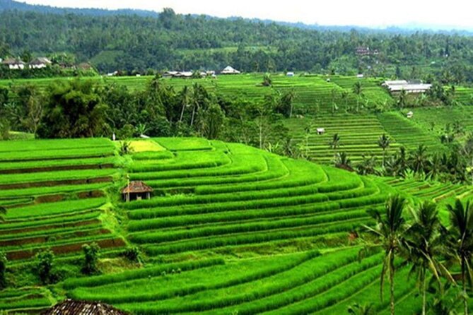 4-Hour Private Tour in Jatiluwih Terraces and Butterfly Park - Booking, cancellation, and practical details