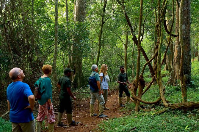 6-Day Kerala Private Tour: Periyar Wildlife Sanctuary - From Kochi airport to colonial Fort Kochi