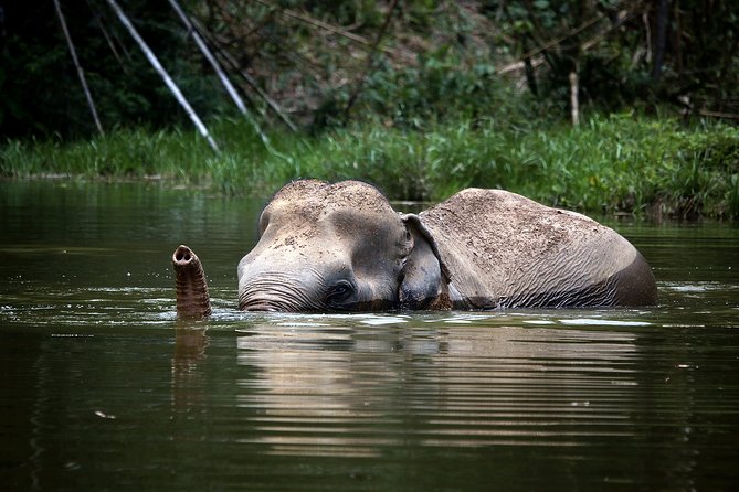 A Morning with the Elephants at Phuket Elephant Sanctuary - The 9:30 morning start and arrival
