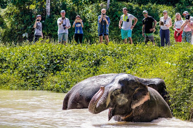 A Morning with the Elephants at Phuket Elephant Sanctuary - The vegetarian lunch is part of the value