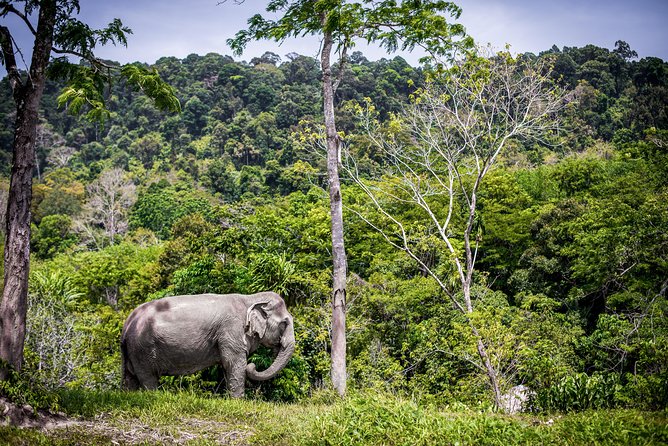 A Morning with the Elephants at Phuket Elephant Sanctuary - Who will enjoy this morning most