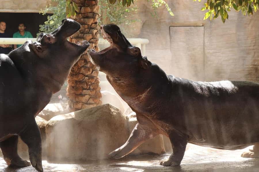 Abu Dhabi: Emirates Park Zoo Entry Ticket - Key points to know before you go