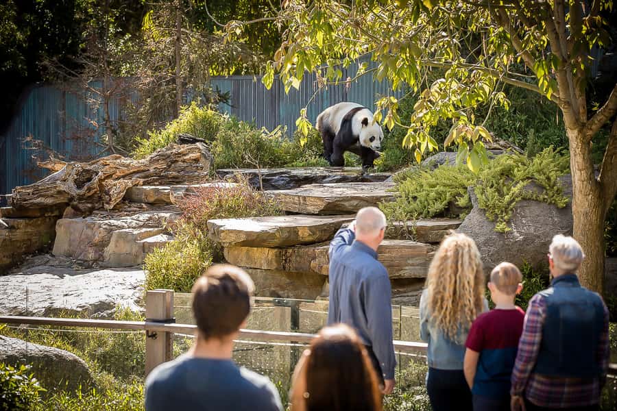 Adelaide Zoo: General Admission Tickets - Giant pandas are the main event