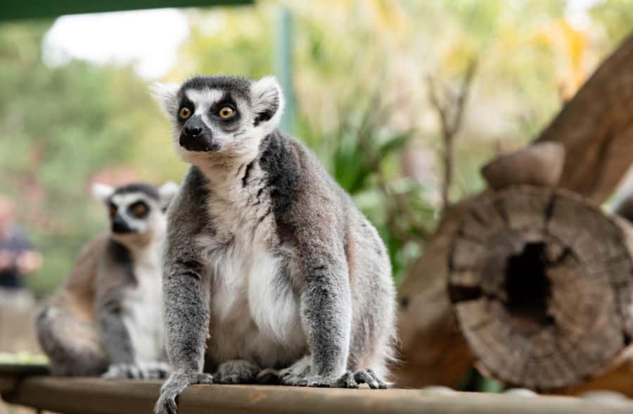Adelaide Zoo: General Admission Tickets - Gardens, shade, and places to pause