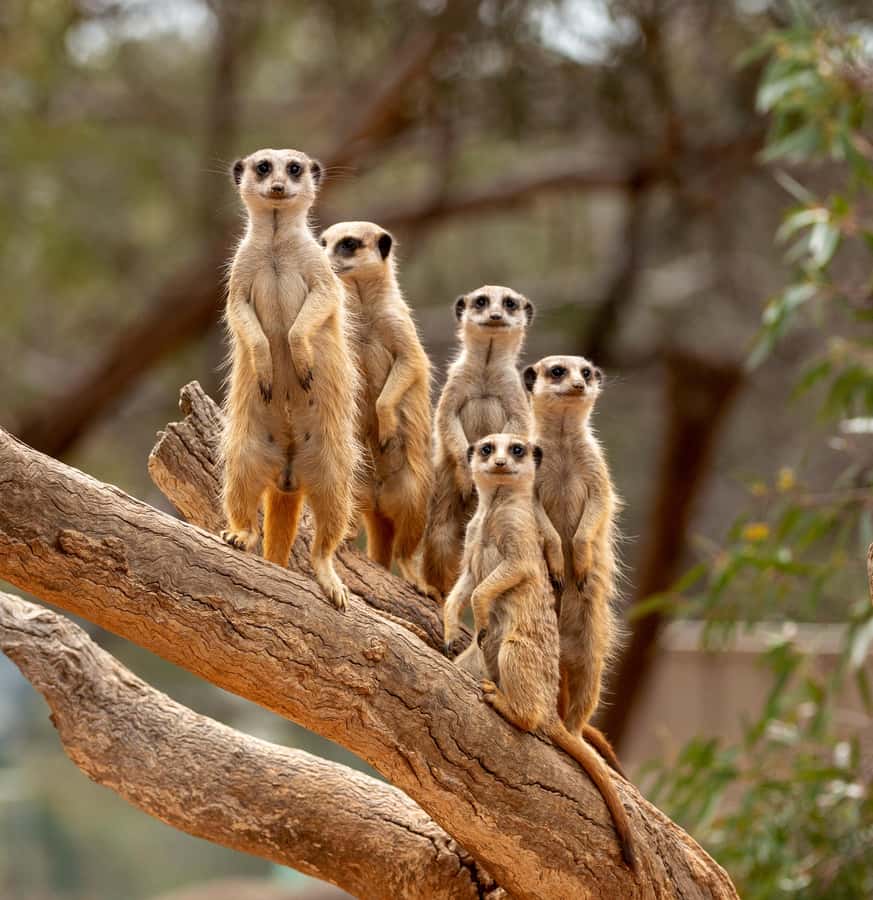 Adelaide Zoo: General Admission Tickets - Access and arrival at Plane Tree Drive