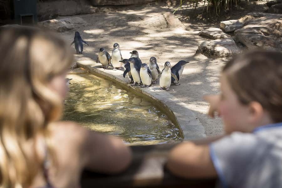 Adelaide Zoo: General Admission Tickets - A wide animal collection in a compact city zoo