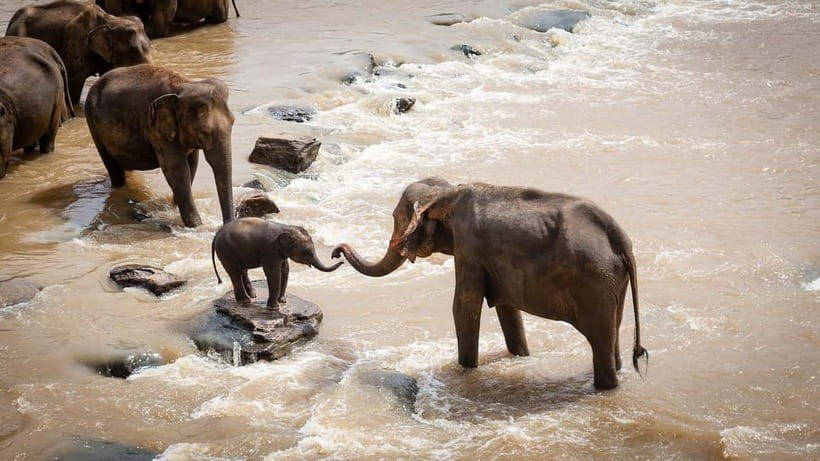 Agra: Taj Mahal Sunrise Tour with Elephant Sanctuary - Key points at a glance