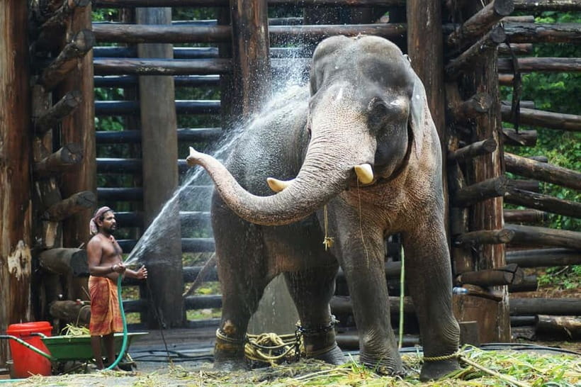 Agra: Taj Mahal Sunrise Tour with Elephant Sanctuary - Breakfast and the midday meal choice