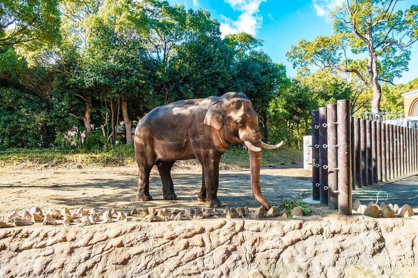 Agra: Taj Mahal Sunrise Tour with Elephant Sanctuary - Two hours with rescued elephants