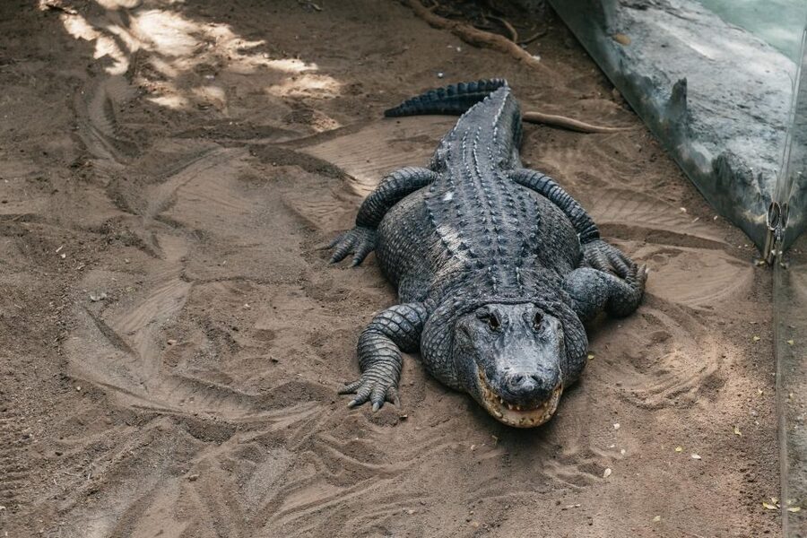Agüimes: Cocodrilo Park Zoo Entry Ticket - Key points to know before you go