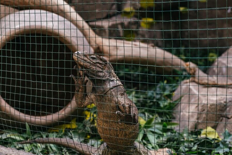 Agüimes: Cocodrilo Park Zoo Entry Ticket - Should you book Cocodrilo Park?