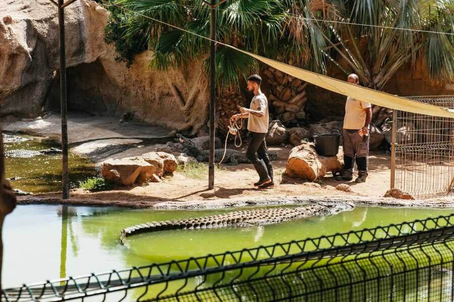 Agüimes: Cocodrilo Park Zoo Entry Ticket - Crocodiles first, then a surprisingly varied collection