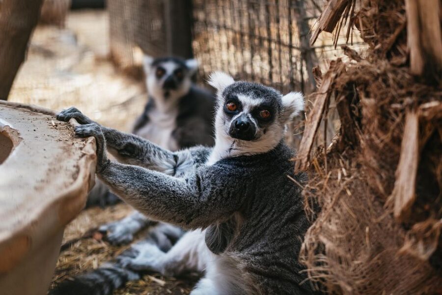 Agüimes: Cocodrilo Park Zoo Entry Ticket - Food, shade, and practical comfort