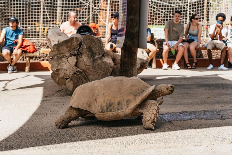 Agüimes: Cocodrilo Park Zoo Entry Ticket - Getting there and using the ticket