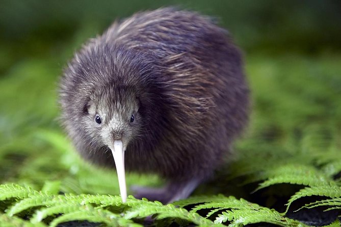 Akaroa Shore Excursion: Banks Peninsula, Christchurch City Tour and Willowbank Wildlife Reserve - Who should book this Akaroa excursion?