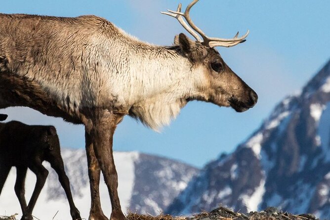 Alaska Wildlife Center and Turnagain Arm Tour w/Alyeska Tram - Girdwood: tram or hiking
