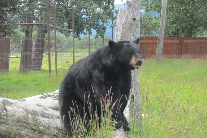 Alaska Wildlife Center and Turnagain Arm Tour w/Alyeska Tram - The drive along Turnagain Arm