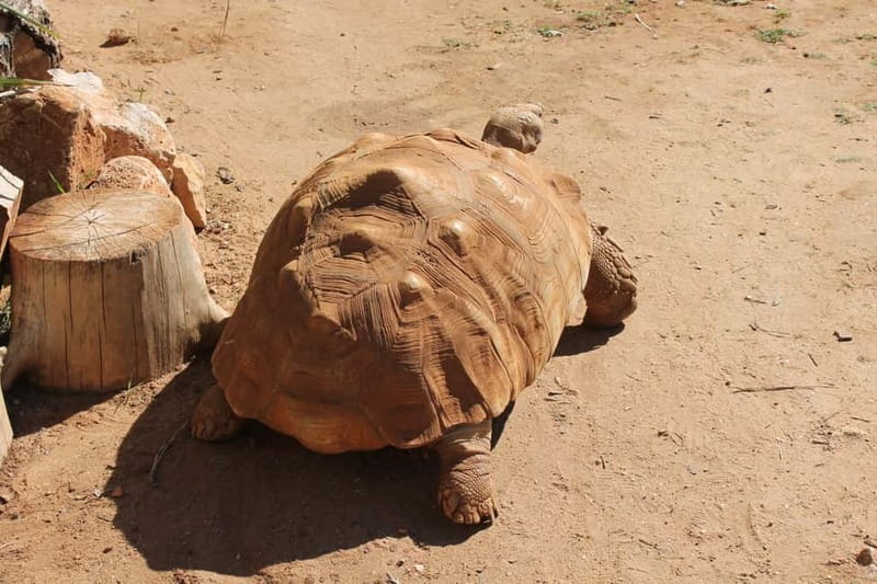 Albufeira Jeep Safari with Zoo - FAQ
