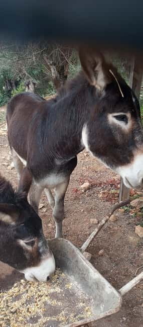 Albufeira Jeep Safari with Zoo - Should you book the Albufeira Jeep Safari with Zoo?
