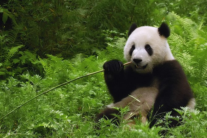 All-inclusive Day Tour: Mutianyu Great Wall & Beijing Panda Zoo with Local Lunch - Why the panda and Great Wall pairing works