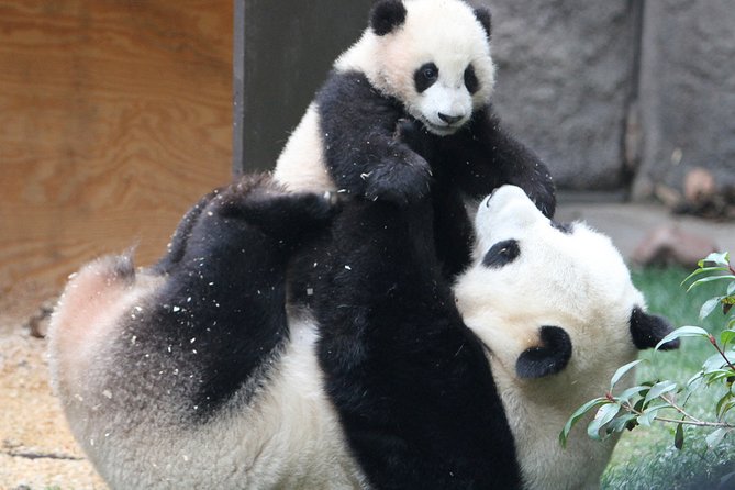 All-inclusive Day Tour: Mutianyu Great Wall & Beijing Panda Zoo with Local Lunch - Does the $188 price offer good value?