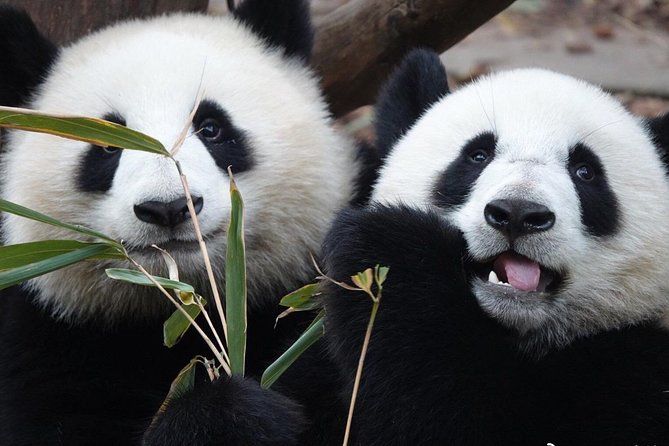 All Inclusive Private Panda Base Traditional Painting Experience - The private guide can shape the day