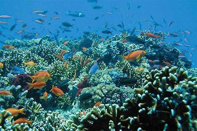 All Ticket Inclusive-Blue Lagoon Snorkeling-Ubud Monkey Forest & Ubud Waterfall - What the five-star praise tells you