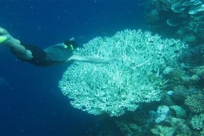 All Ticket Inclusive-Blue Lagoon Snorkeling-Ubud Monkey Forest & Ubud Waterfall