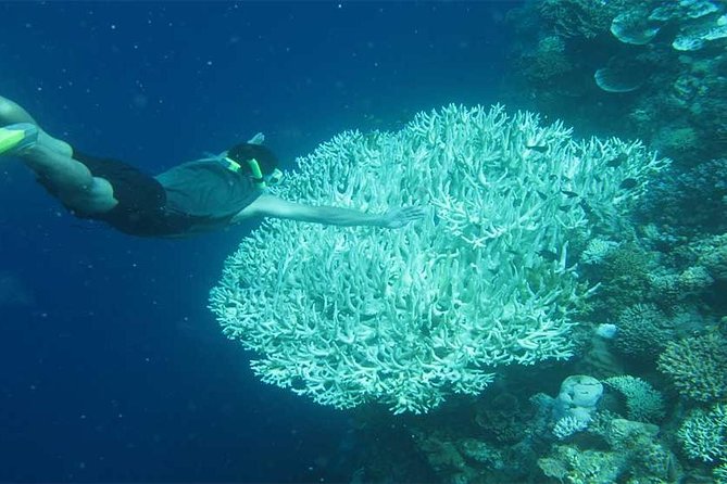 All Ticket Inclusive-Blue Lagoon Snorkeling-Ubud Monkey Forest & Ubud Waterfall - What the included lunch and facilities add