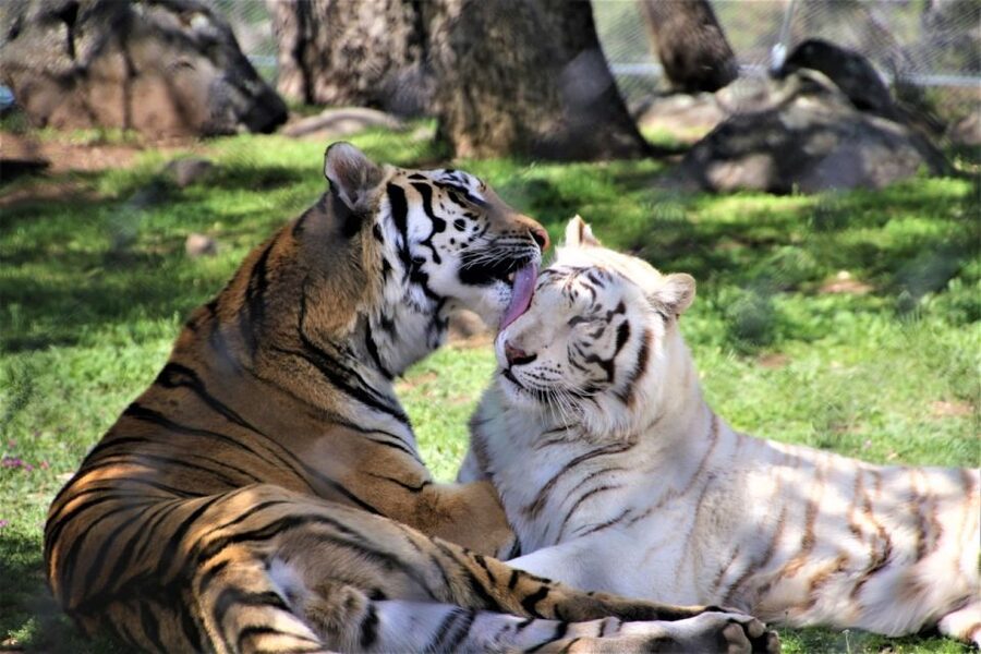 Alpine: Lions Tigers & Bears Animal Sanctuary Guided Visit - Key points at a glance