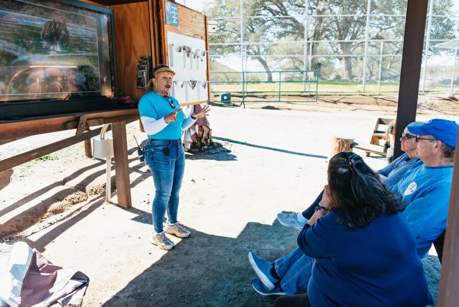 Alpine: Lions Tigers & Bears Animal Sanctuary Guided Visit - Why this Alpine sanctuary visit feels different