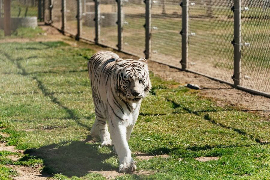 Alpine: Lions Tigers & Bears Animal Sanctuary Guided Visit - Should you book Lions Tigers & Bears?