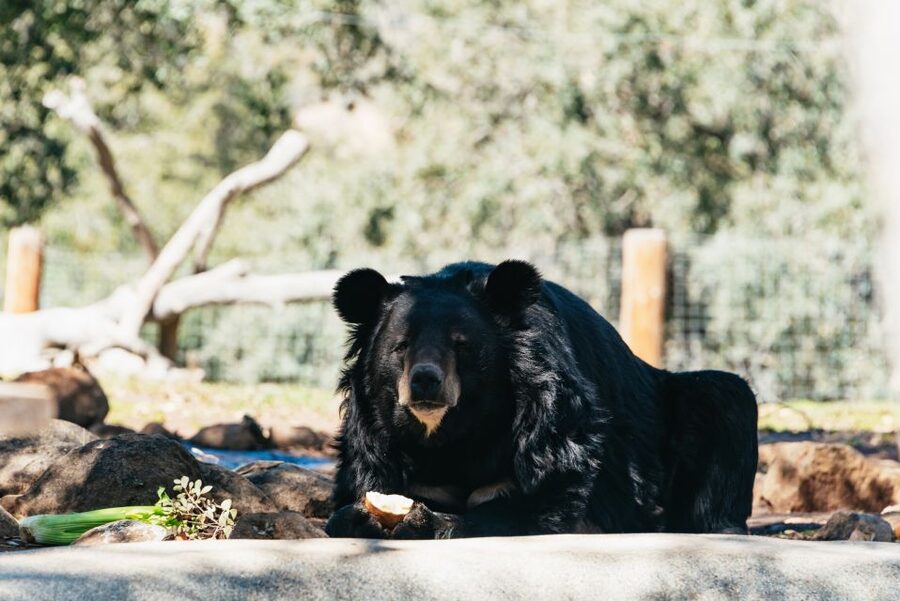 Alpine: Lions Tigers & Bears Animal Sanctuary Guided Visit - The 90-minute guided route